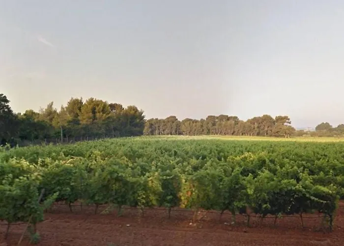 2 Pieces, Terrasse, Proche Et Centre, - Fr-1-251-345 * Le Lavandou